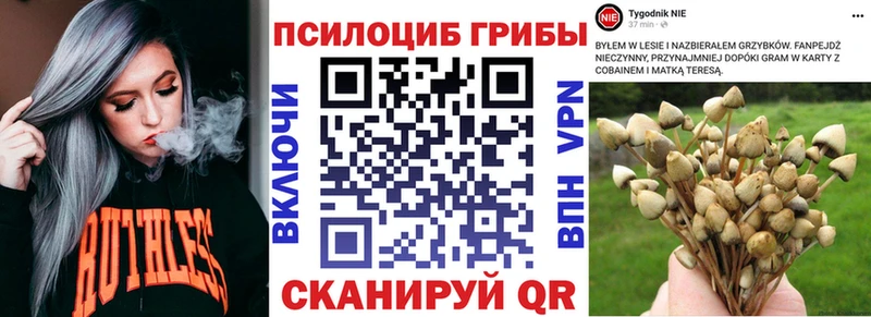Галлюциногенные грибы Cubensis Торжок
