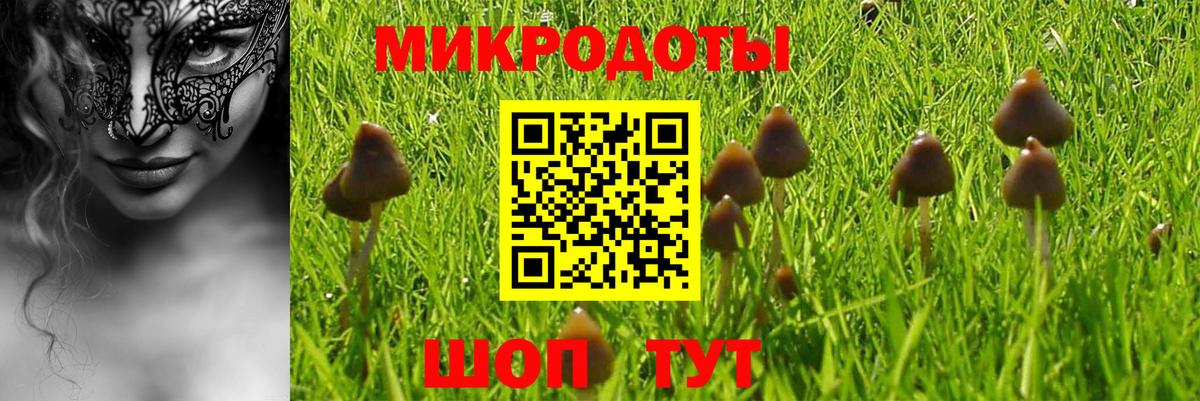 Галлюциногенные грибы Psilocybe Торжок